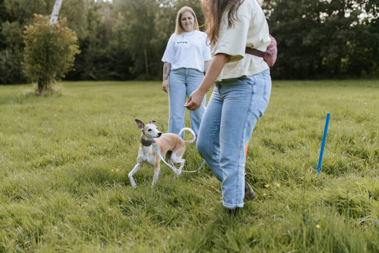 Beste Hundeschule Hamburg: Individuelle Betreuung
