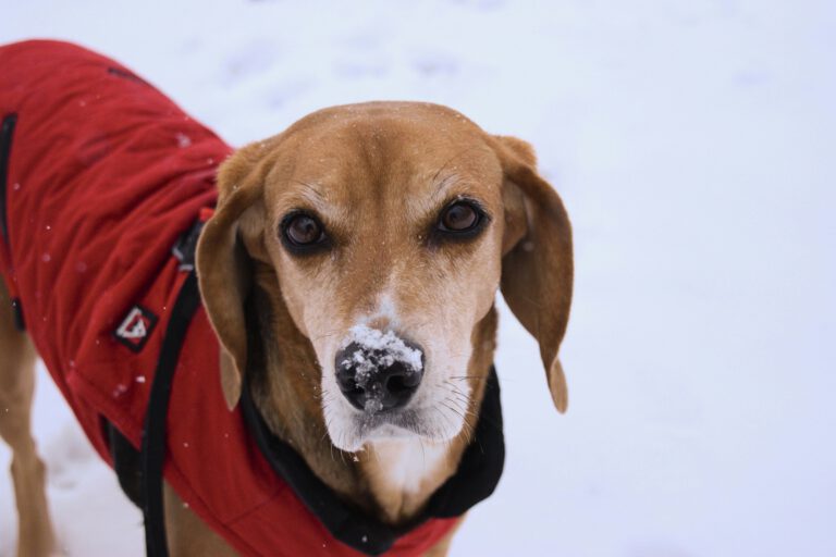 Braucht mein Hund einen Mantel im Winter?