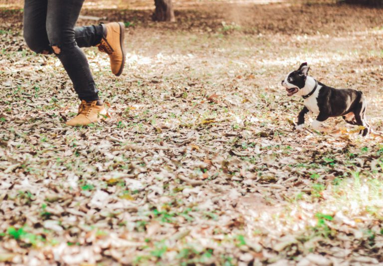 Rückruftraining Hund in Hamburg
