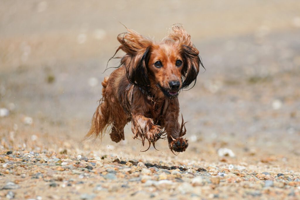 Rückruf beim Hund: So klappt er sicher und zuverlässig