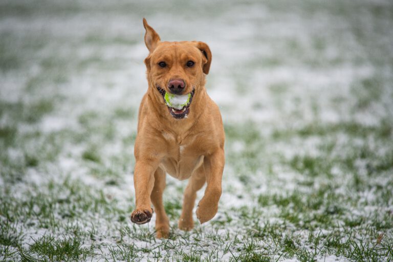 Hundetraining im Winter - darauf kommt es an