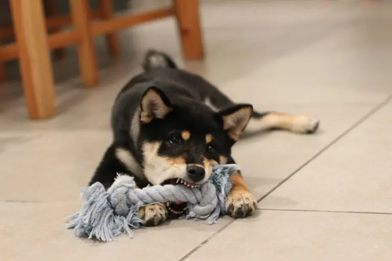 Welpe lernt Beißhemmung - Hundeschule Hamburg