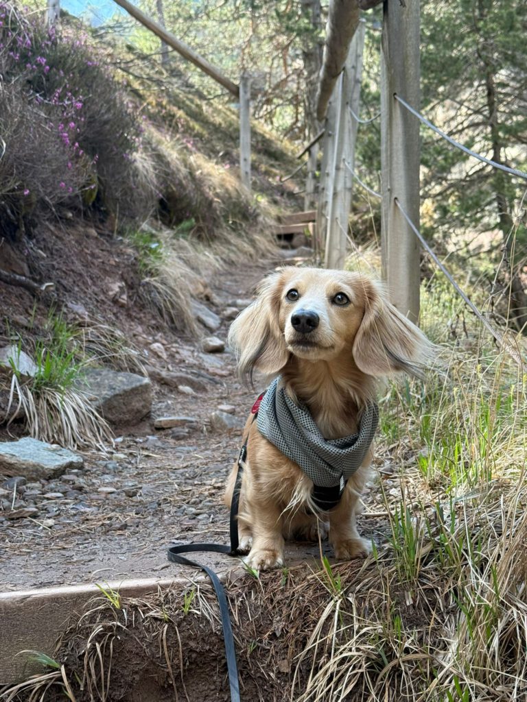Einzeltraining Hund Hamburg