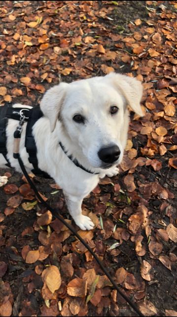Einzeltraining Hund Hamburg