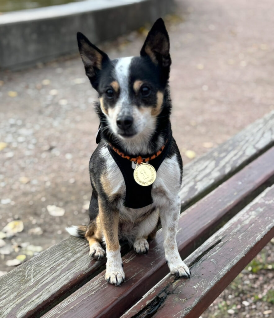 Hunde-Krimi-Tour in Hamburg