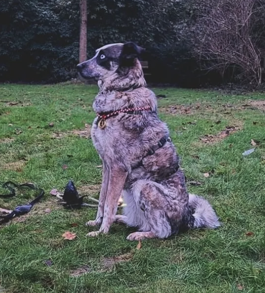 Hunde-Krimi-Tour in Hamburg