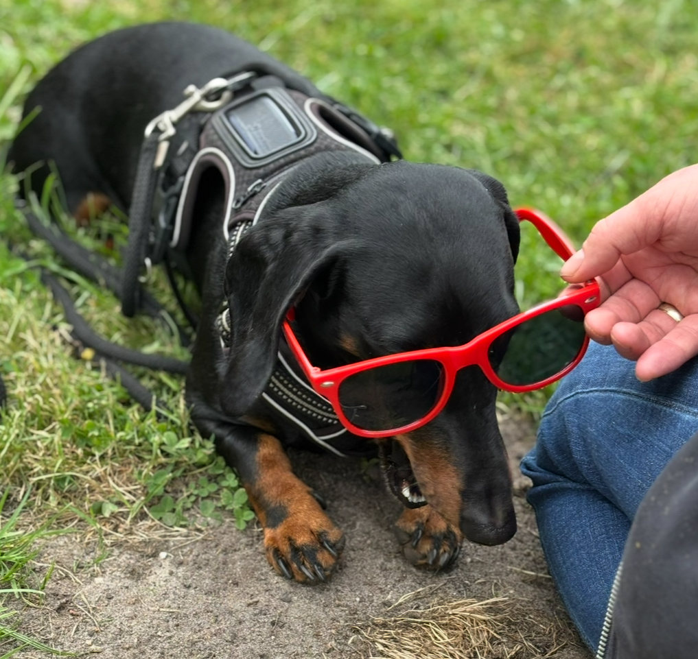 Crossdogging - Beschäftigung für Hunde in Hamburg