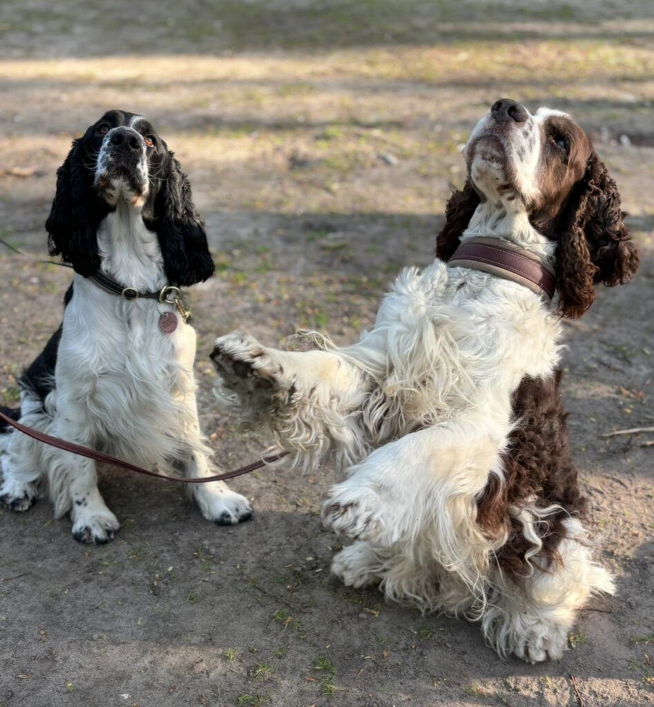 Crossdogging - Beschäftigung für Hunde in Hamburg